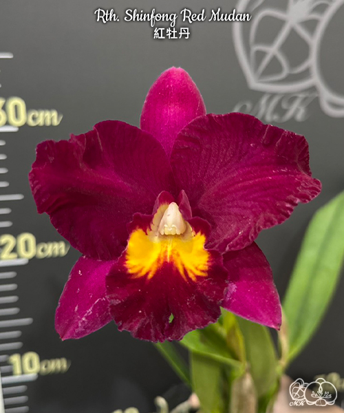 美琪園藝Miki Orchid - 品種詳細頁